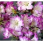 VENDUrhododendron l. mangetsu ref :220501531