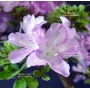 VENDU rhododendron kumpu  ref :10060151