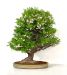 an-exemplary-tree-styrax-japonica
