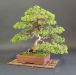 the-finished-bonsai