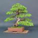 formed-by-a-japanese-bonsai-artist
