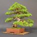 a-juniperus-transformed-into-bonsai