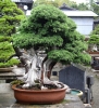 tomoya-nishikawa-bonsai-garden