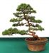 demonstration-on-a-juniperus-chinensis