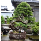 Bonsai garden from Tomoya Nishikawa.