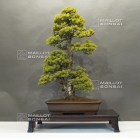 Bonsai school with  bonsai master T. NISHIKAWA