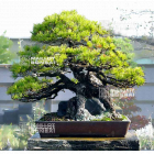 Expo vente au parc de Schoppenwihr printemps 2025