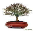 Hokidachi le style naturel du bonsai