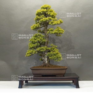 Bonsai school with  bonsai master T. NISHIKAWA