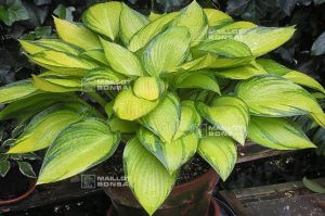 New hosta on line !