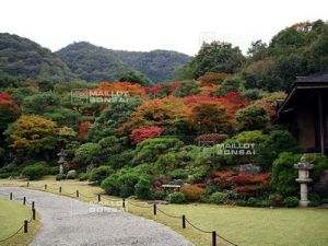 Le superbe jardin d’une star du cinéma japonais Mr OKOCHI