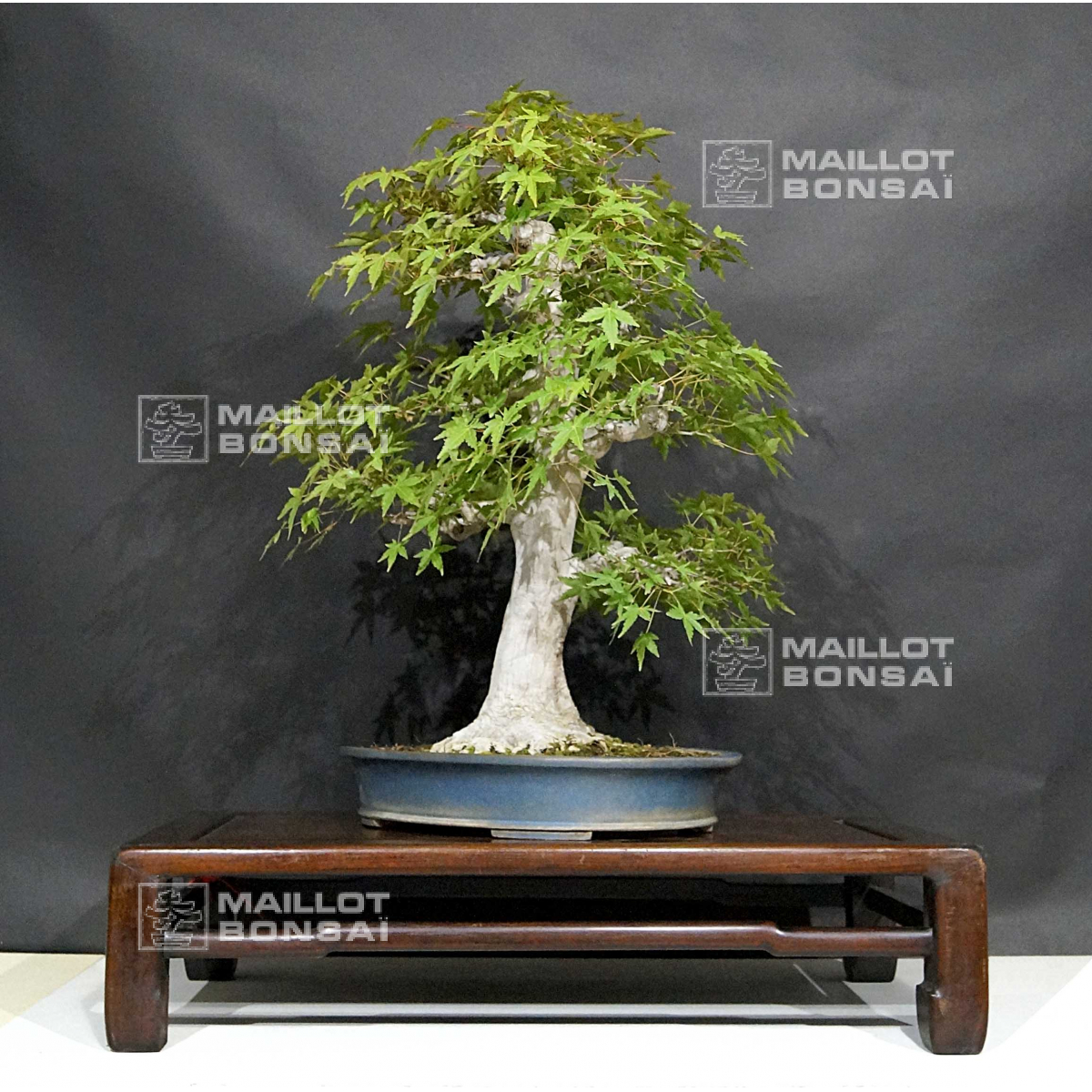Bonsai masterpieces acer palmatum ref 30070181 from MaillotBonsaï