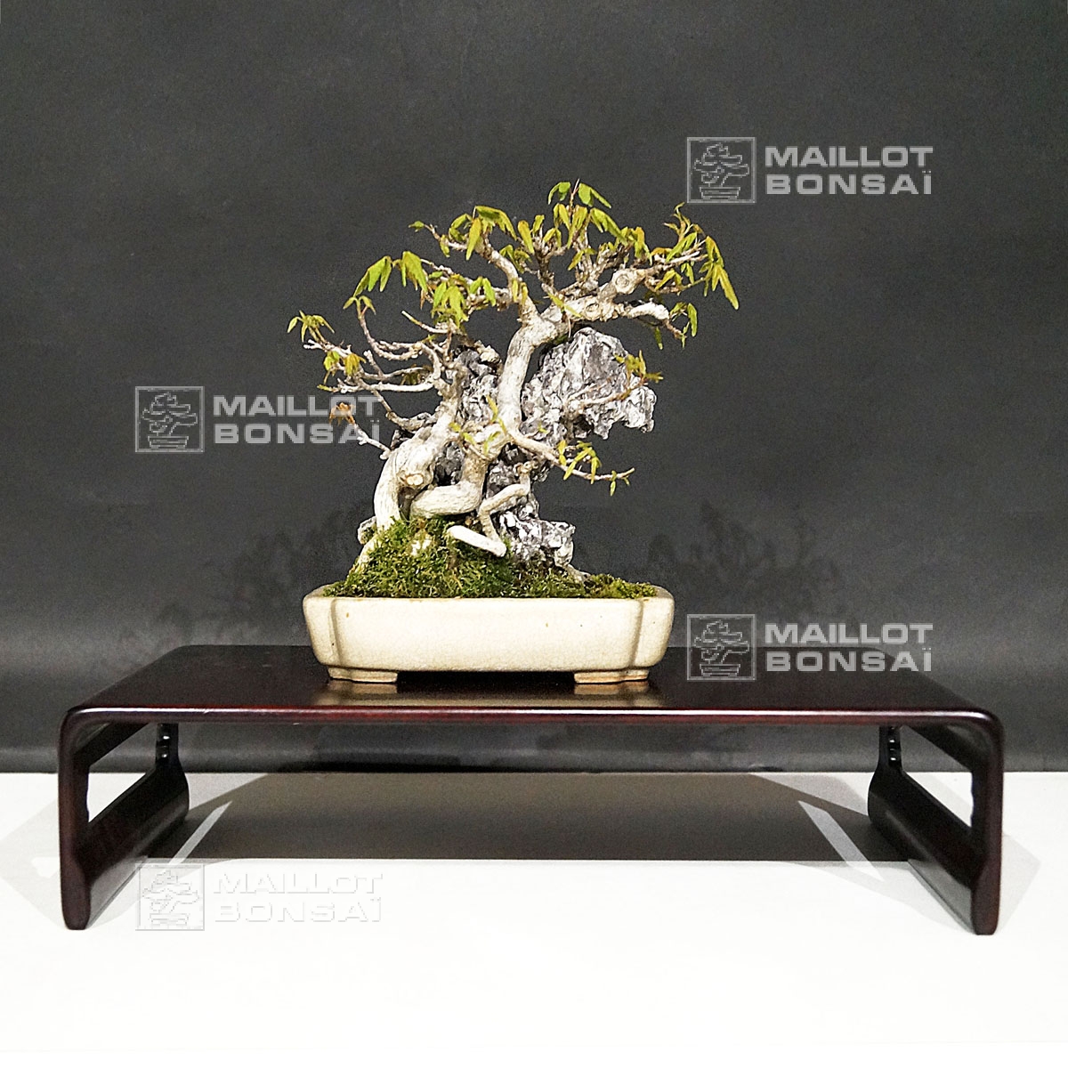 Deciduous bonsai Acer buergerianum ref 30070182 from MaillotBonsaï