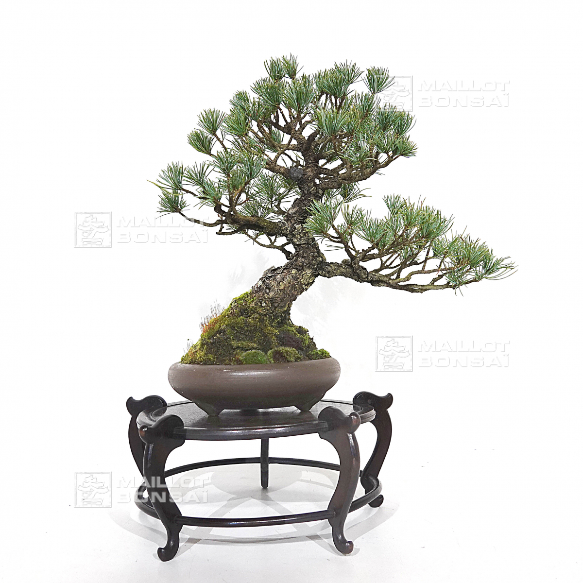 Coniferous bonsai Pinus pentaphylla from Japan ref 12090192 from