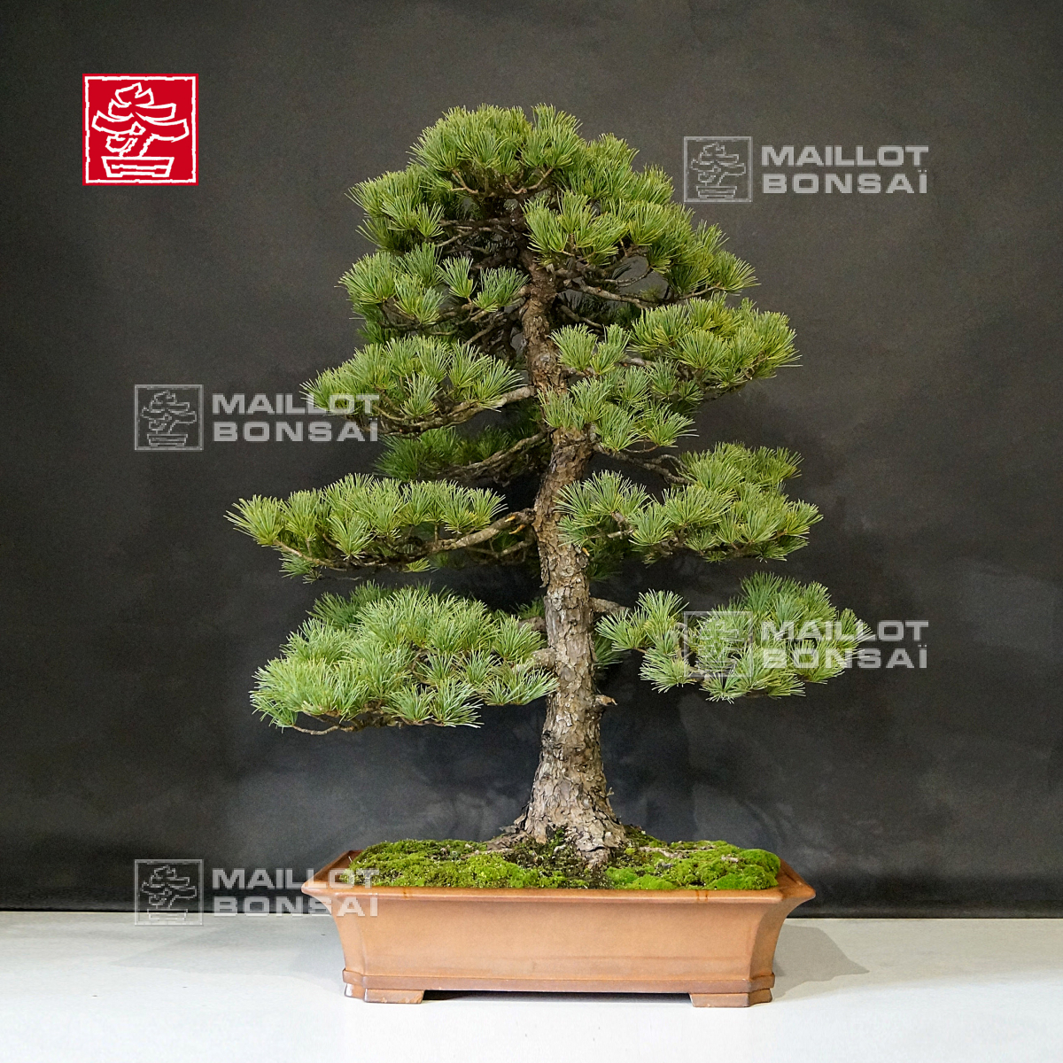 Bonsaï d'extérieur VENDU Pinus parviflora ref 18120191 de Maillot