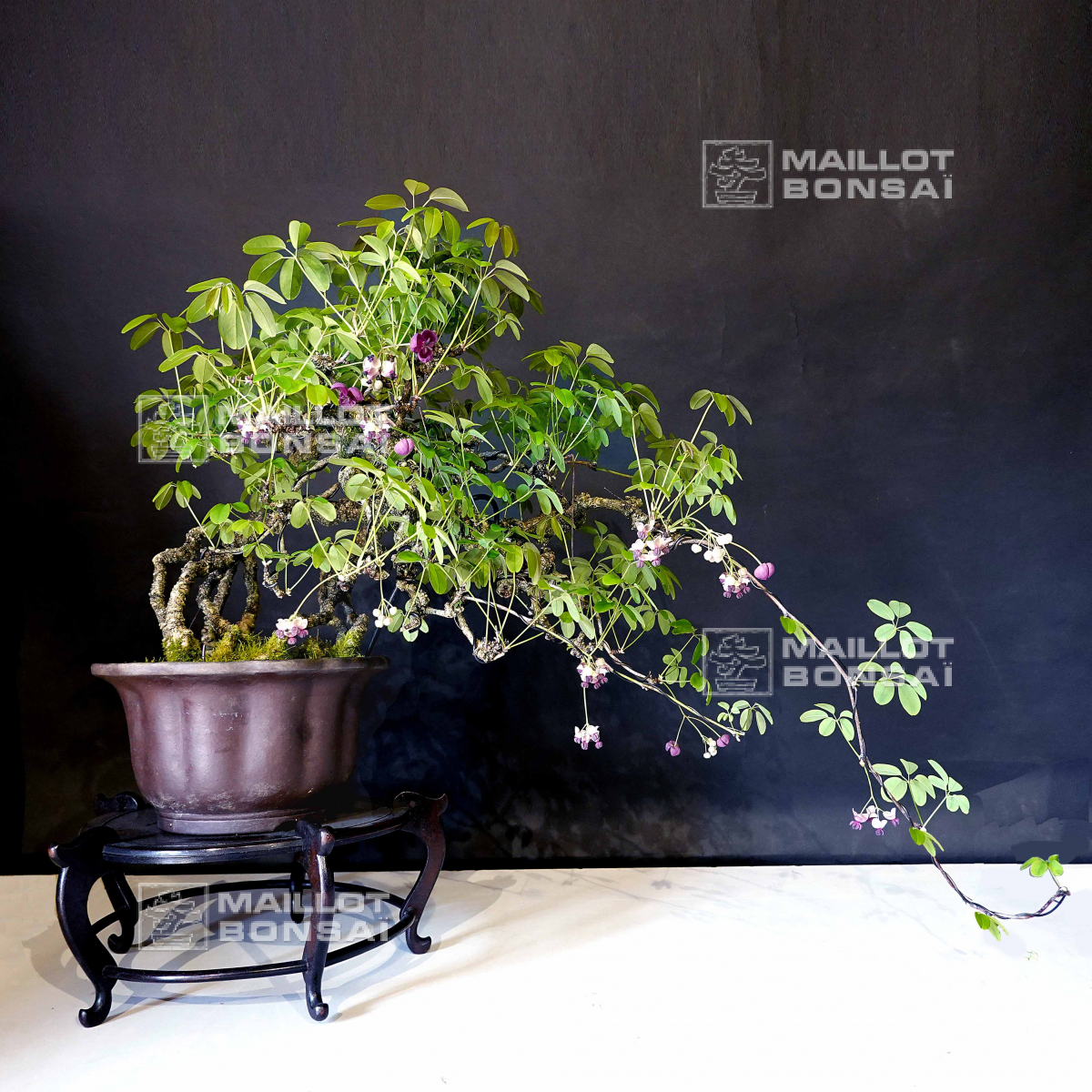 bonsai schale keramik Yinxing Bonsai Schale dunkelbraun oval unglasiert  Bonsai winkel