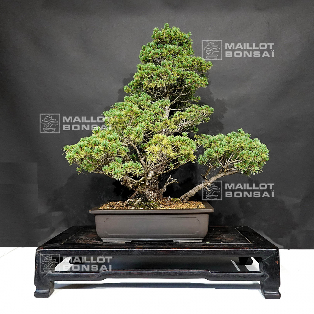 Bonsaï d'extérieur PT Pinus pentaphylla variété zuisho 18090199 de