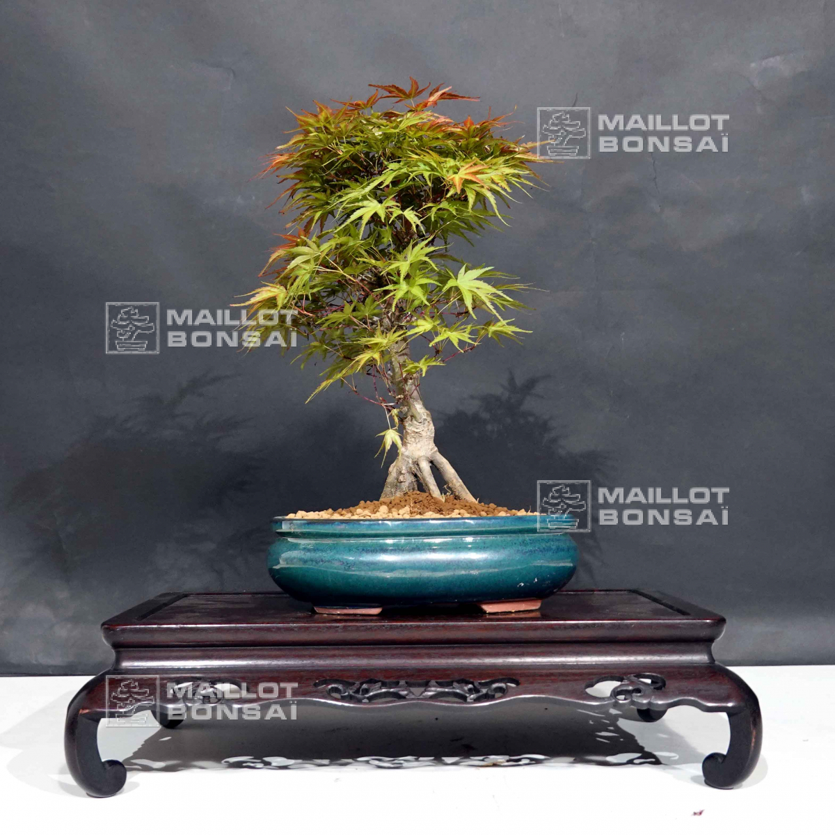 Bonsaï d'extérieur VENDU acer palmatum seigen ref 030502012 de Maillot