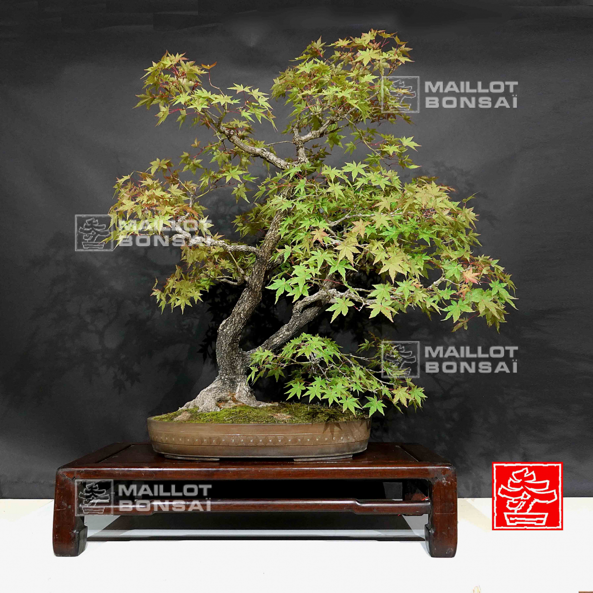 Bonsaï d'extérieur VENDU acer palmatum arakawa ref01080203 de Maillot