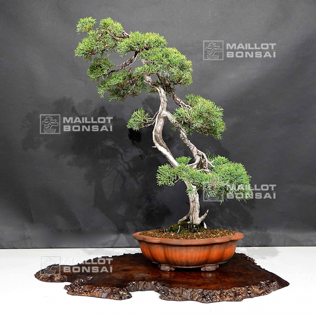 Coniferous bonsai juniperus chinensis itoigawa ref 12090203 from