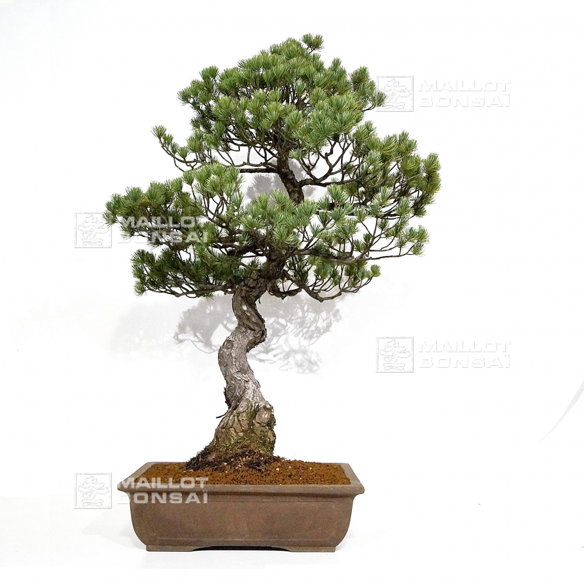 Coniferous bonsai Pinus pentaphylla 23020211 from MaillotBonsaï The