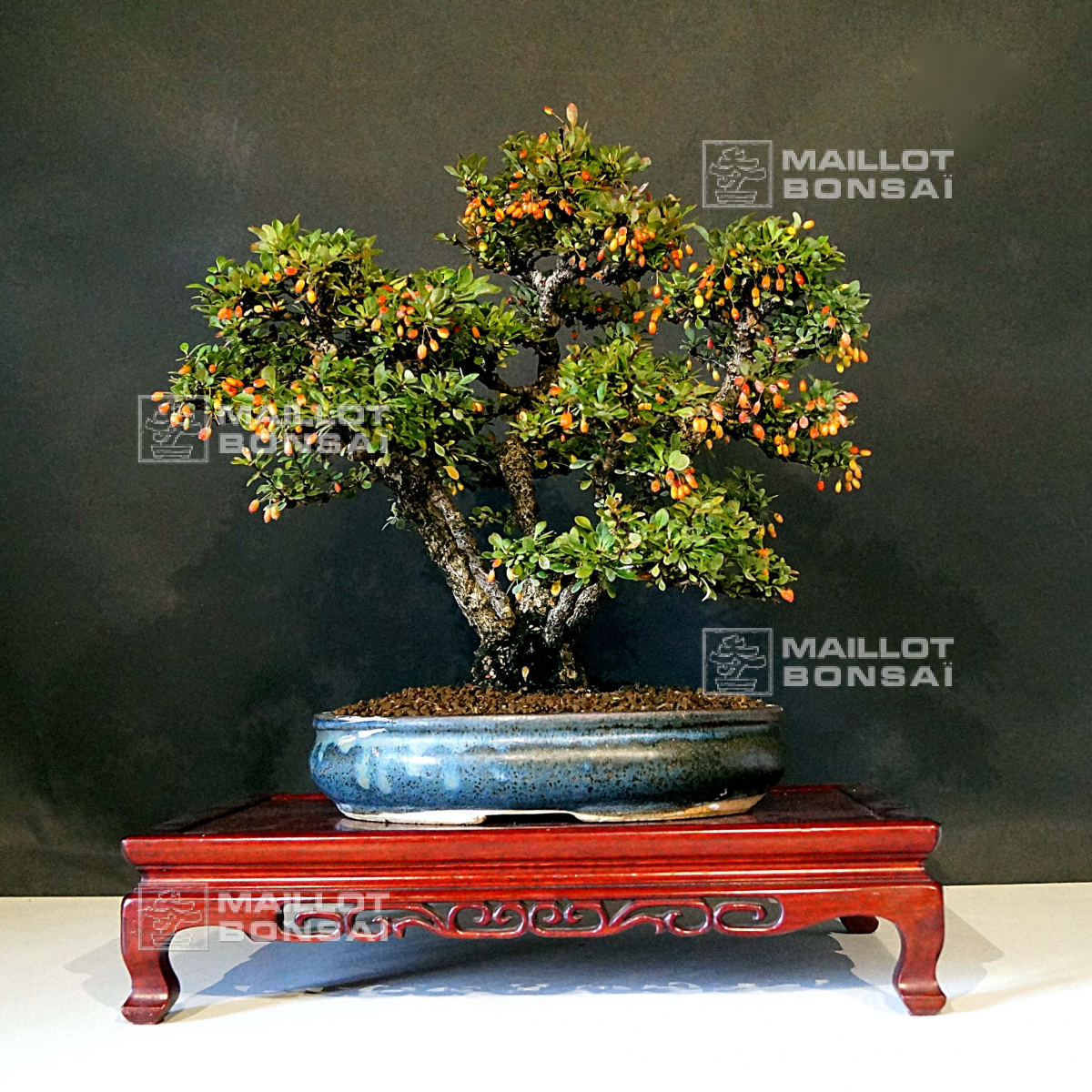 rotala bonsai emers Buy Rotala Indica 'Bonsai' 1-2-Grow 033E TC Online - Your Local Fish Store  Vancouver