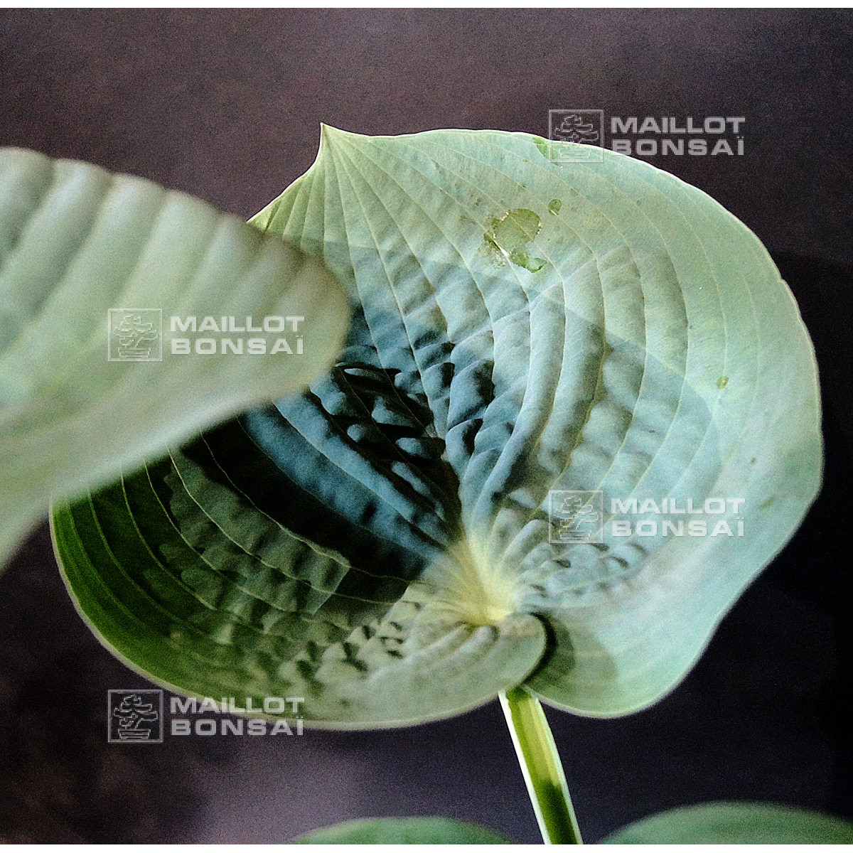 Hostas Hosta Lakeside color blue from Maillot-Bonsa - The store MAILLOT- BONSAI