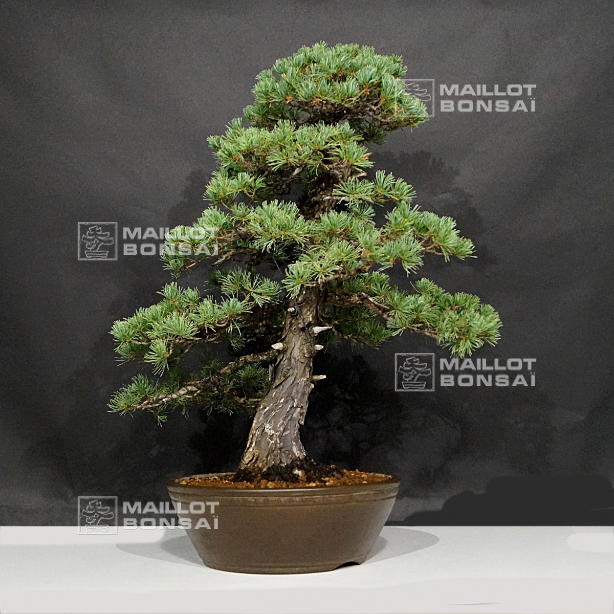Bonsai masterpieces pinus parviflora 06080213 from MaillotBonsaï The