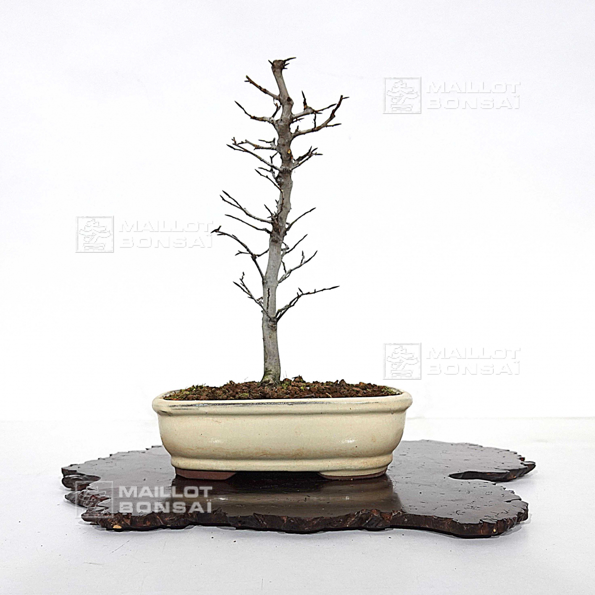 Deciduous bonsai fagus crenata 010202211 from MaillotBonsaï The