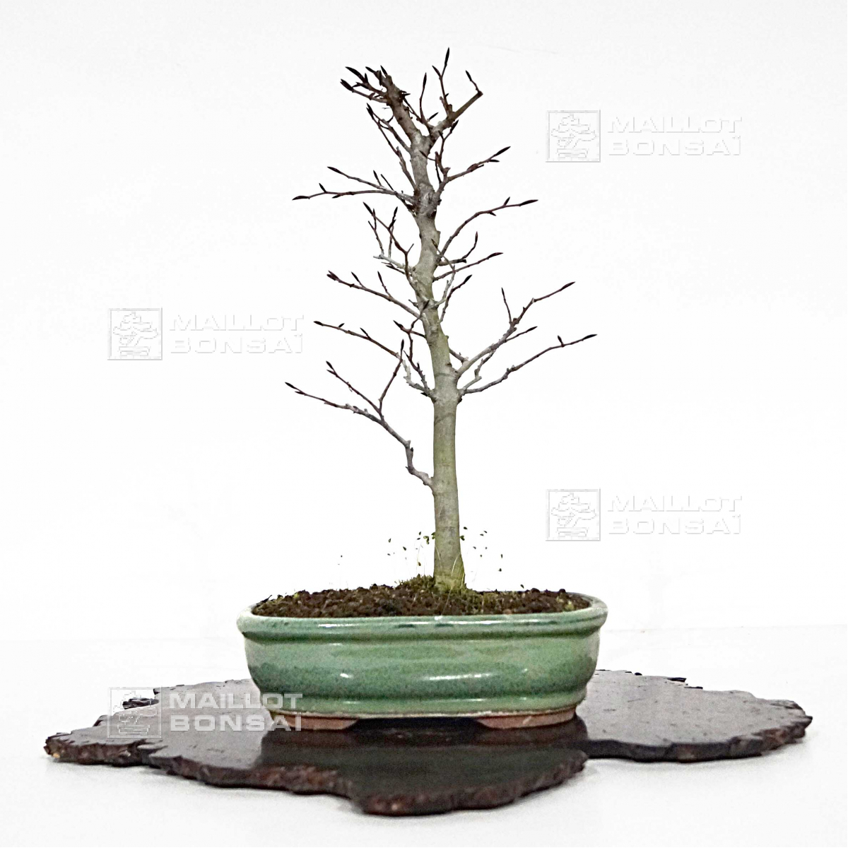 Feuillus VENDU fagus crenata 24020222 de MaillotBonsaï La boutique