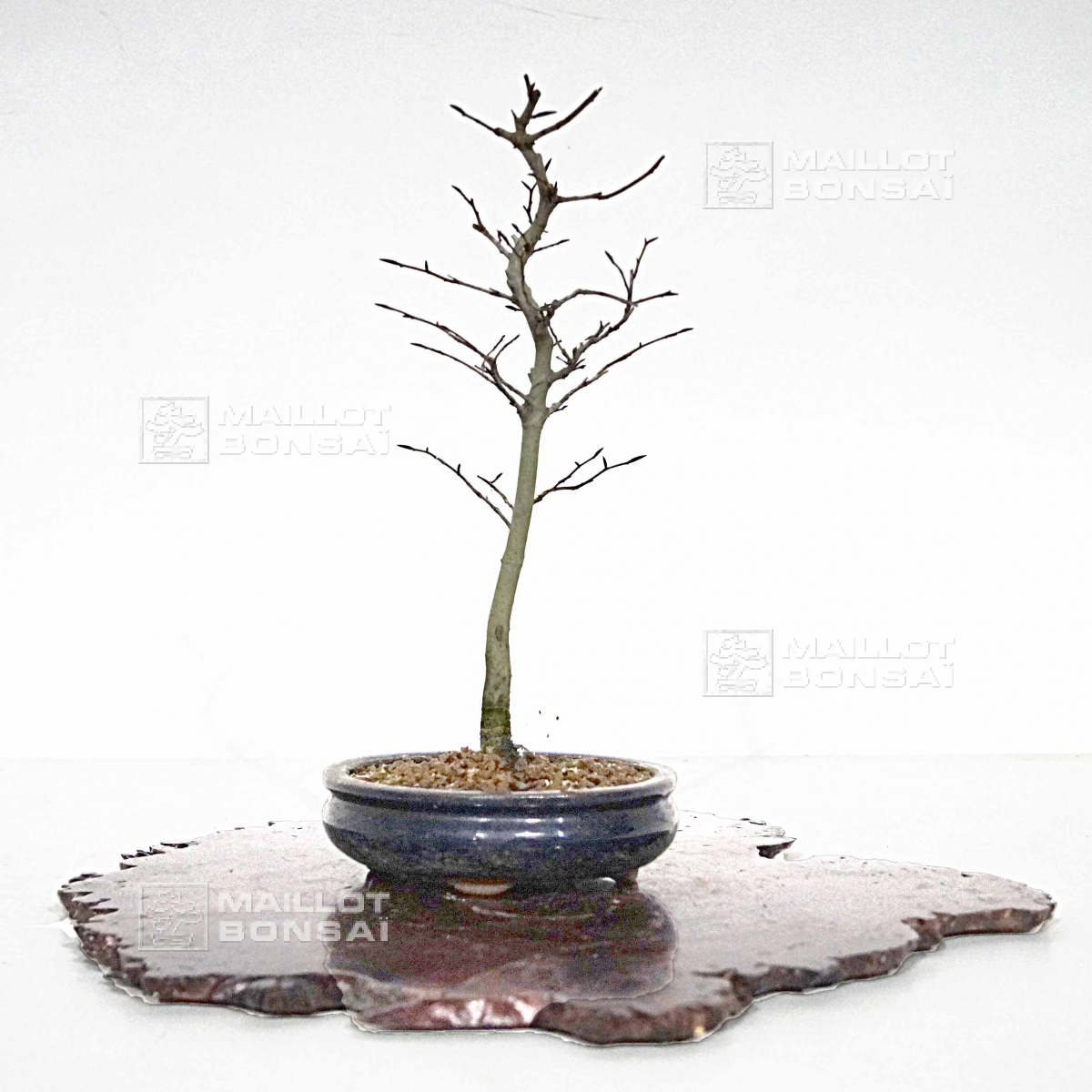 Deciduous bonsai PT fagus crenata 24020224 from MaillotBonsaï The