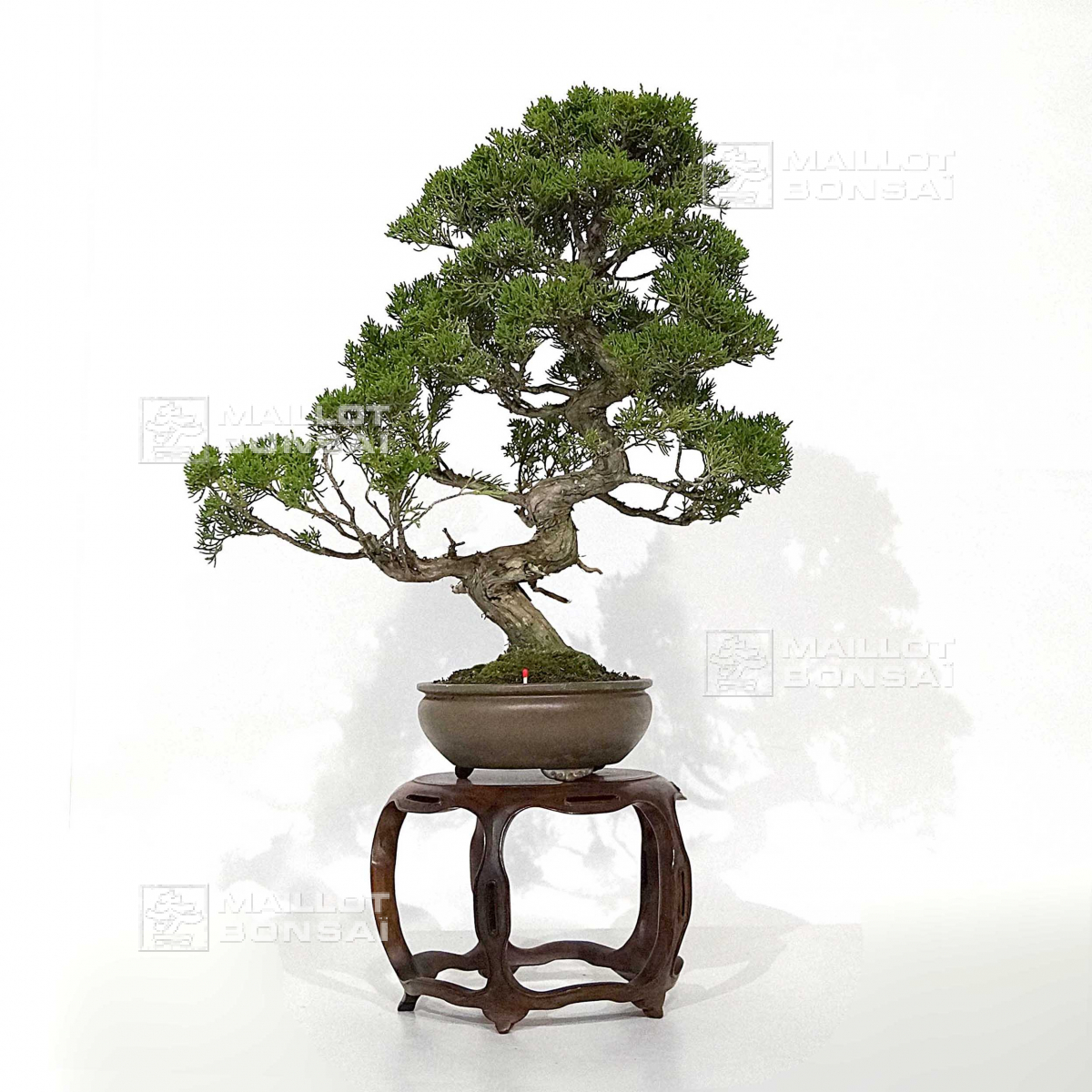 Conifères VENDU Genevrier itoigawa ref 27100221 de MaillotBonsaï La