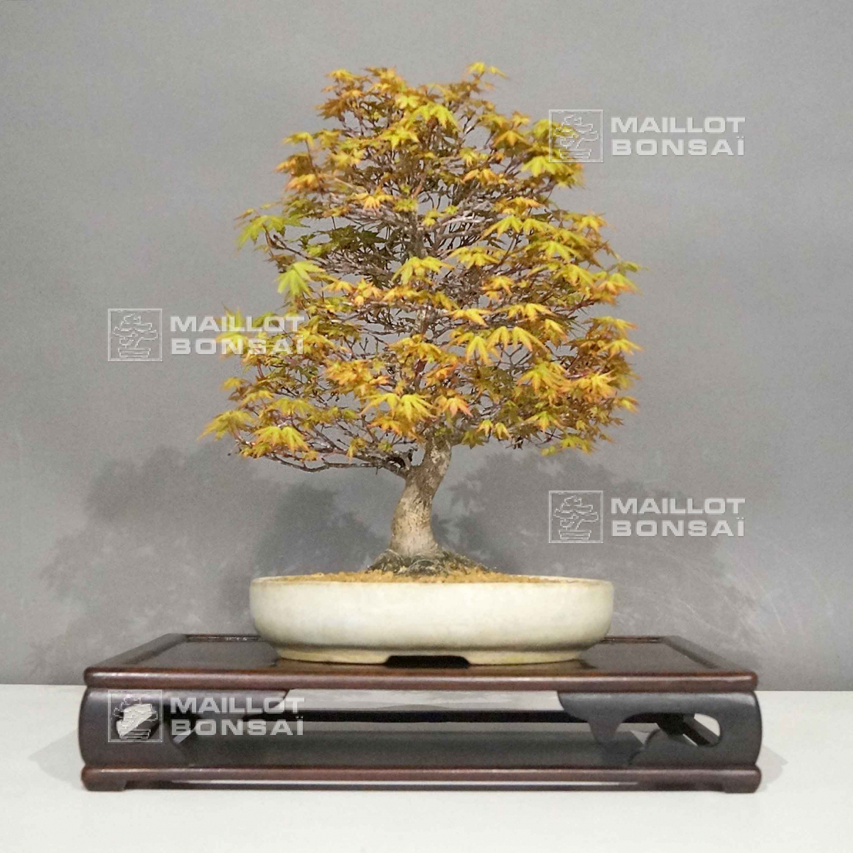 Feuillus VENDU acer palmatum kashima ref 5050233 de MaillotBonsaï