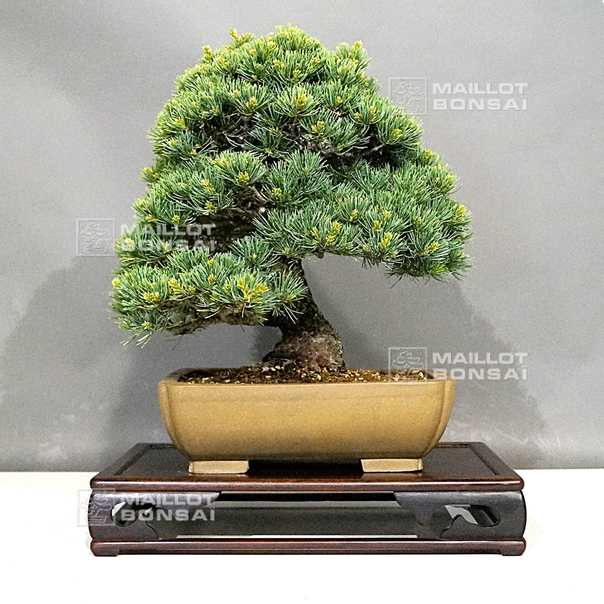 Bonsaï d'exception VENDU pinus pentaphylla nasu musume ref01060232 de