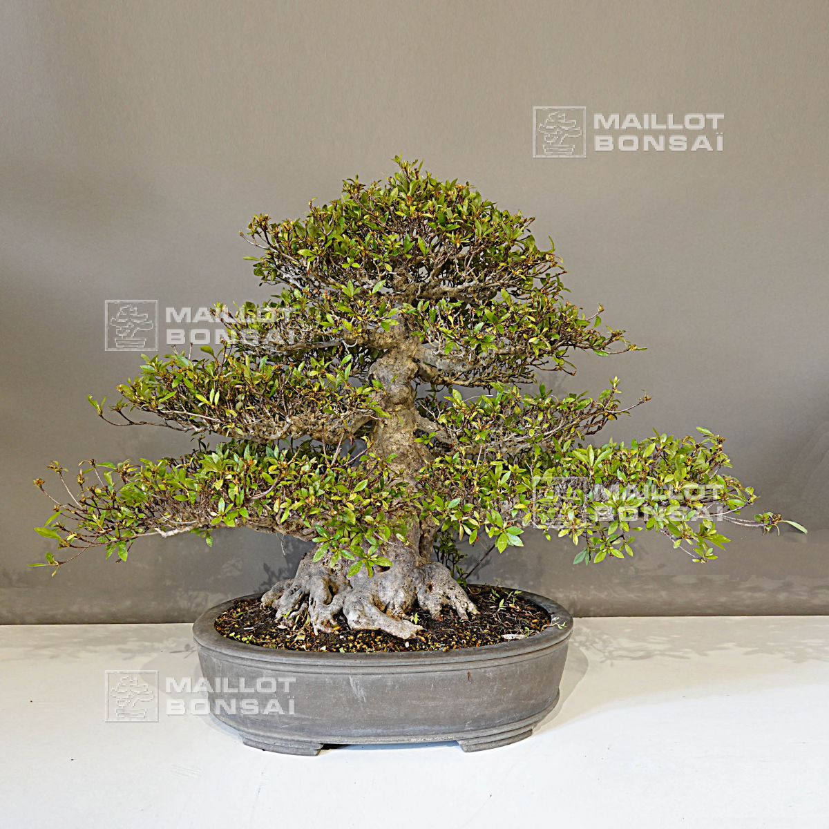 Bonsaï d'extérieur VENDU Rhododendron nikko 18070231 de MaillotBonsaï