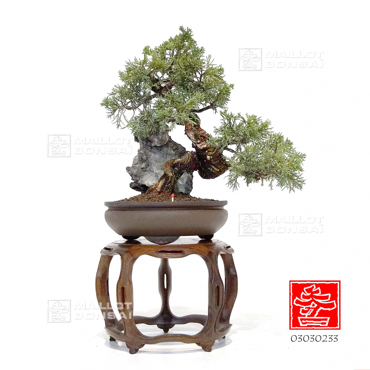 Conifères juniperus chinensis itoigawa ref 03030233 de MaillotBonsaï
