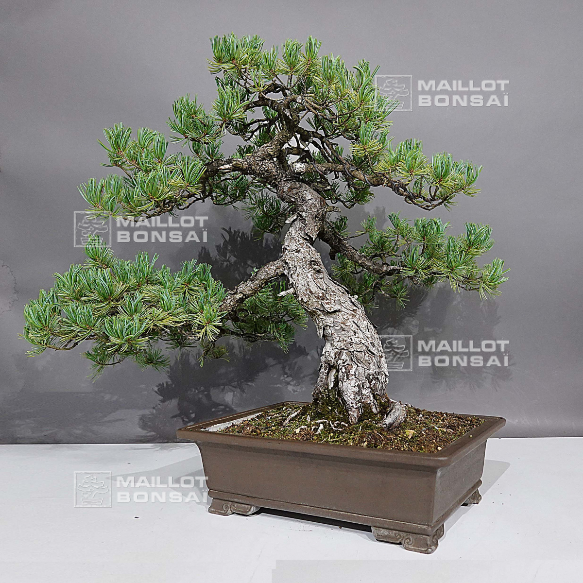 KENTIS - Bonsaï Azalée Satsuky - Bonsaï Azalée Japonaise Fleur Rose Vraies Plantes Exterieur Fabriquees Au Japon H 30 35 Cm Pot 15 5 Cm 93240180