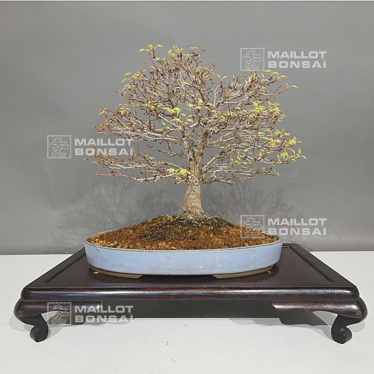 Feuillus VENDU acer palmatum kashima ref 22080233 de MaillotBonsaï