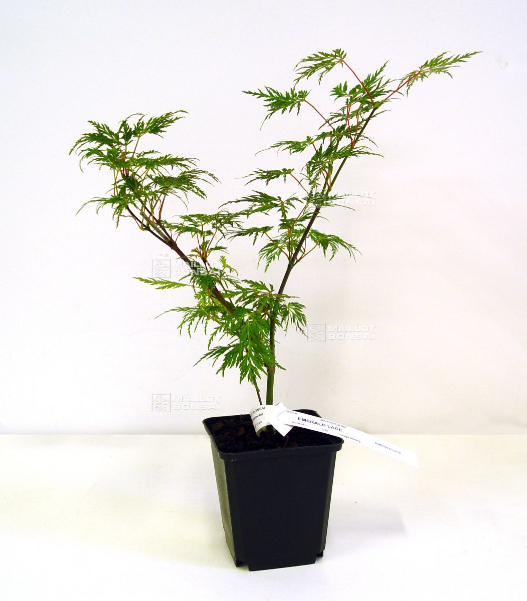 jasmine bonsai Orange Jasmine