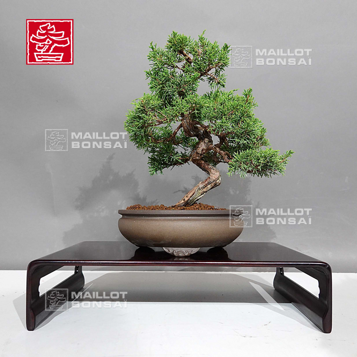 Outdoor bonsai trees juniperus chinensis itoigawa ref : 08090232 from  Maillot-Bonsa - The store MAILLOT-BONSAI