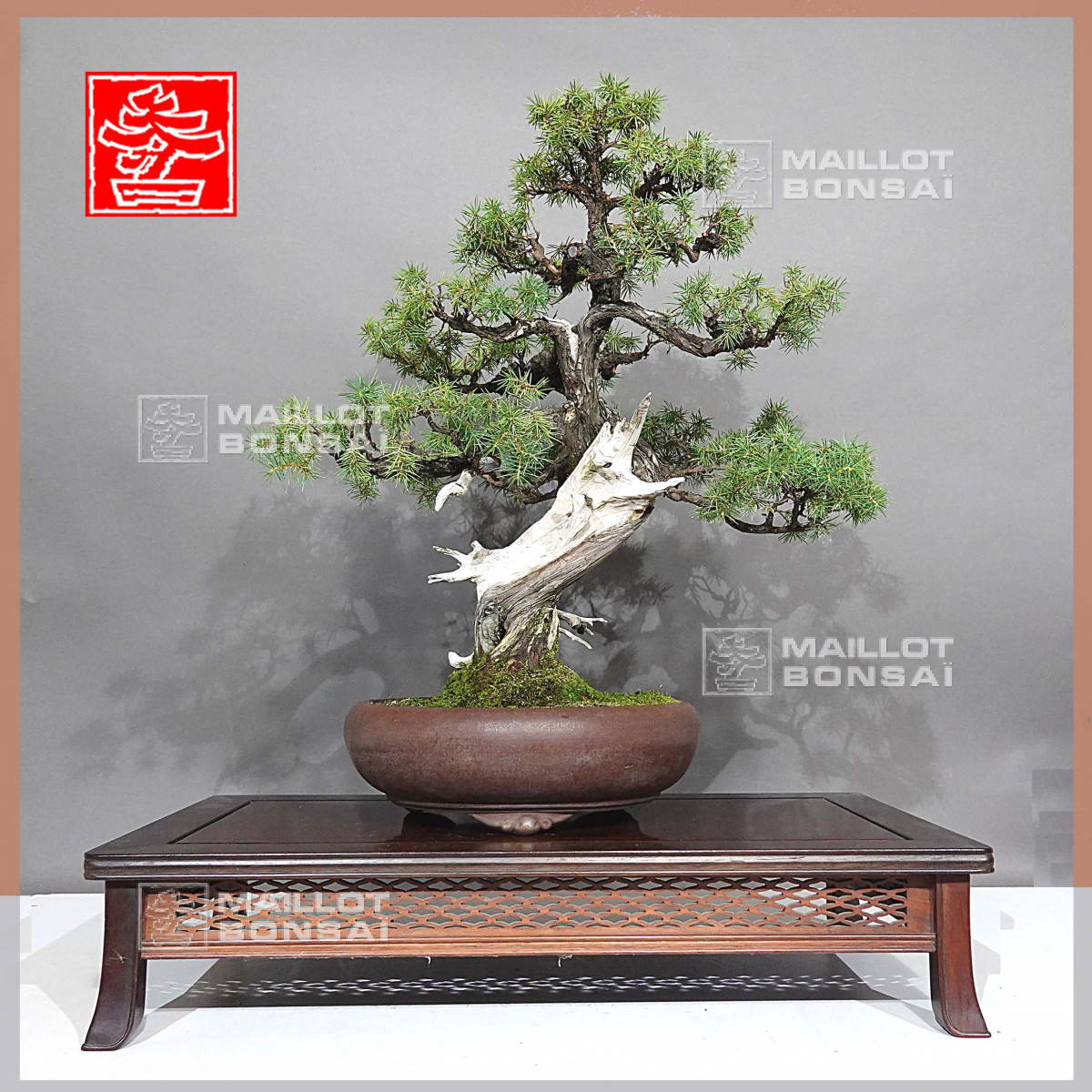 Conifères VENDU juniperus rigida ref 07011233 de MaillotBonsaï La