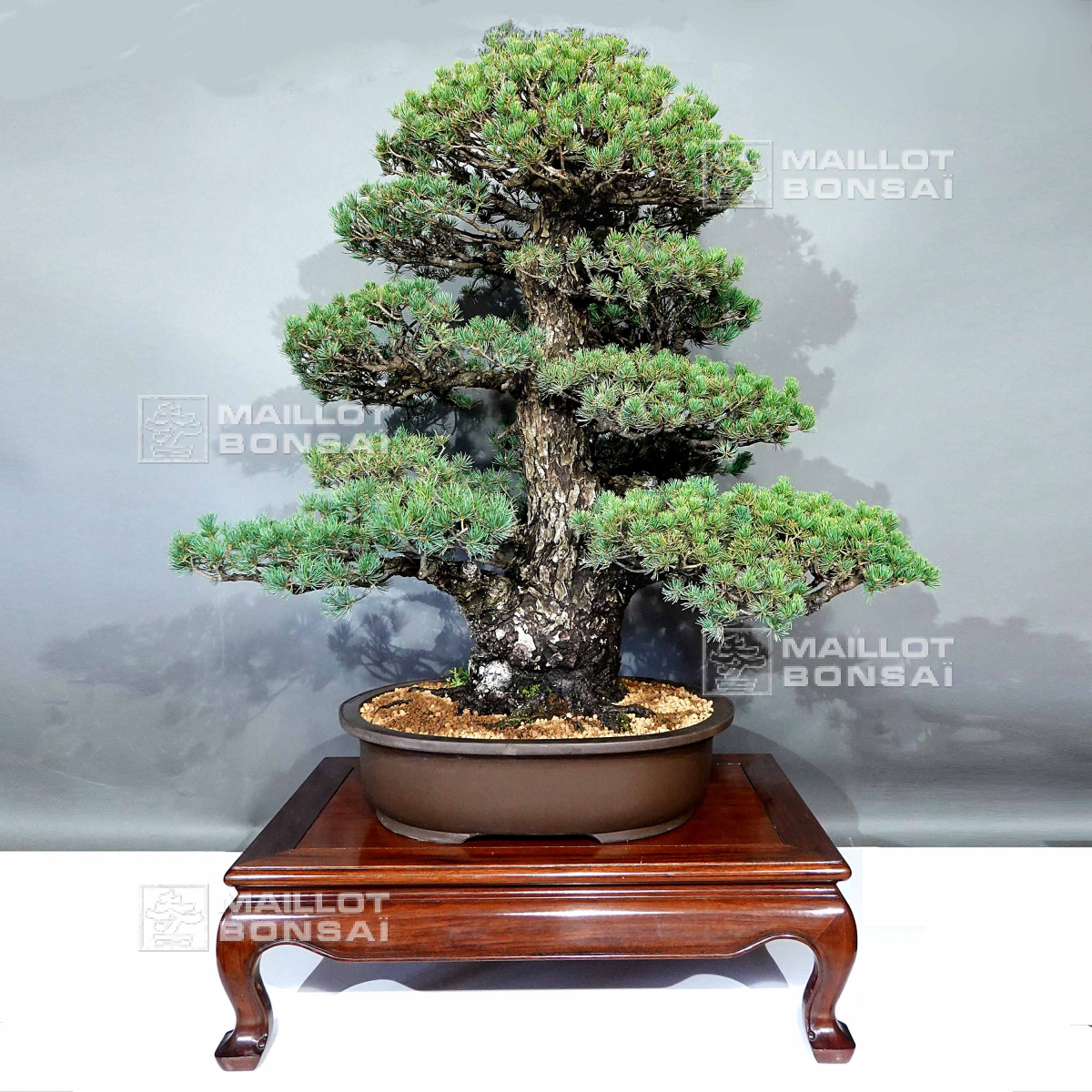 Bonsai masterpieces Pinus pentaphylla zuisho ref: 07011234 from  Maillot-Bonsa - The store MAILLOT-BONSAI