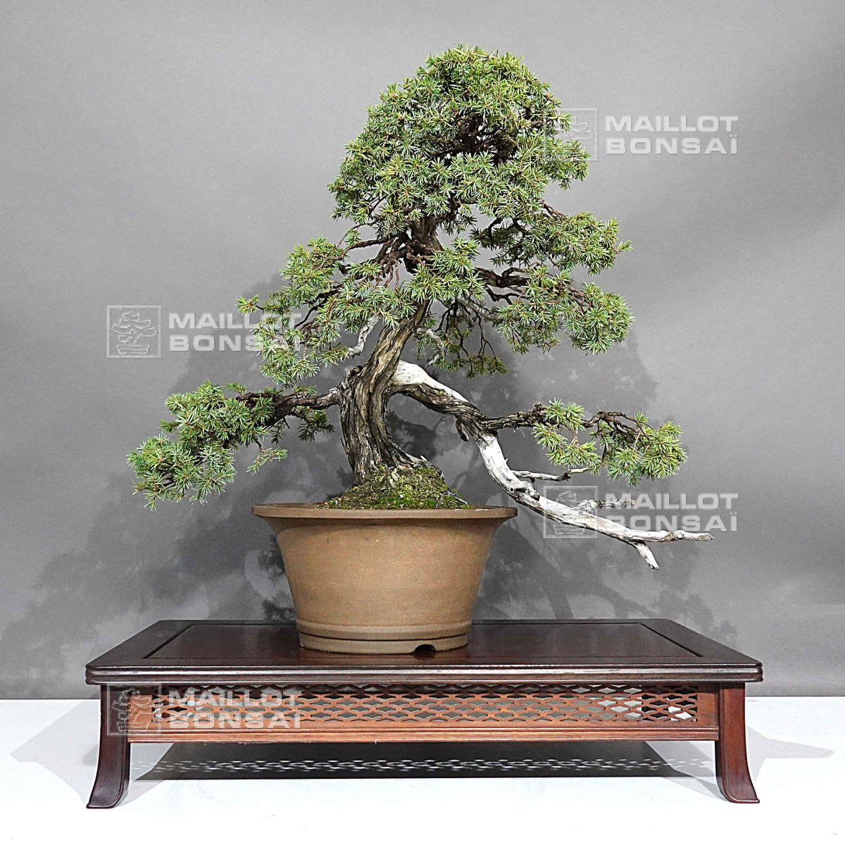 Bonsai masterpieces juniperus rigida ref: 1711232 from Maillot-Bonsa - The  store MAILLOT-BONSAI