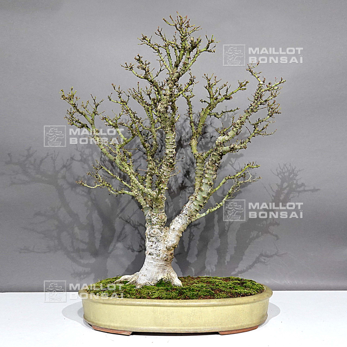 Bonsaï d'exception VENDU Erable palmé "koto hime" 0112231 de Maillot