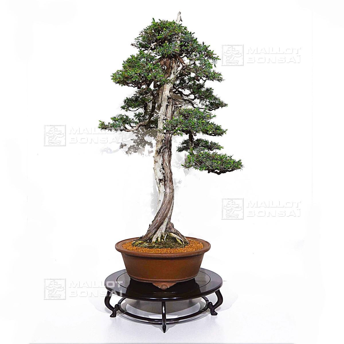 Bonsai masterpieces juniperus rigida ref: 19070251 from Maillot-Bonsa -  The store MAILLOT-BONSAI