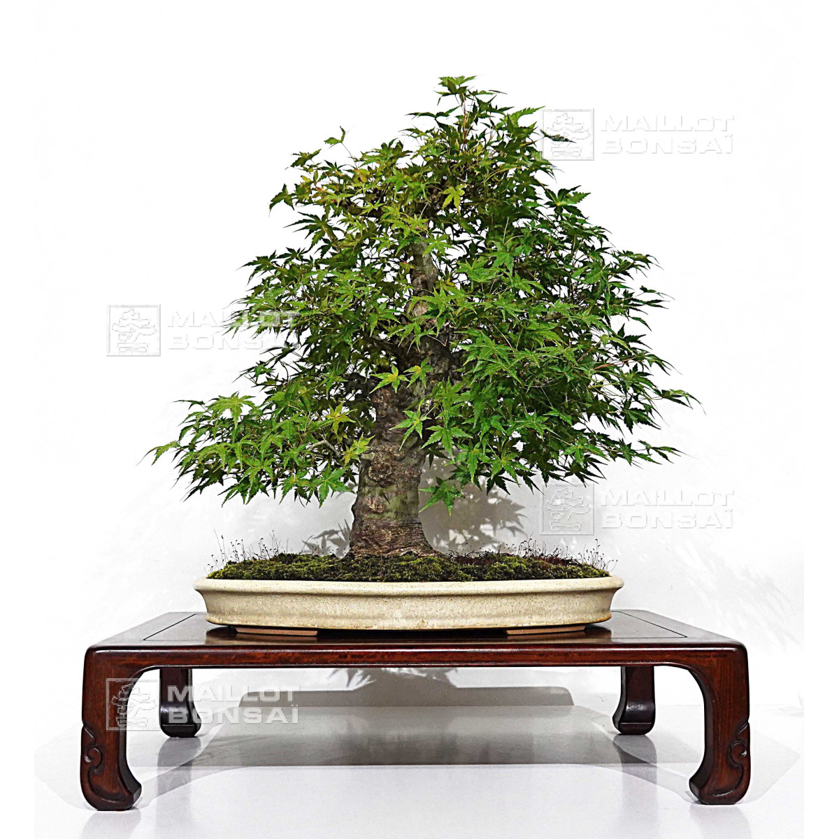 mairol bonsai dnger Bonsaidnger - Mineralischer NPK Flssigdnger mit Stickstoff