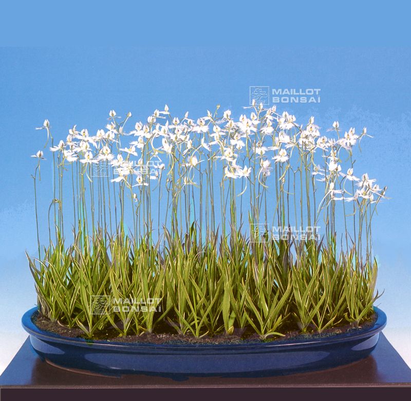 Kusamono small plants habenaria radiata white egret orchid 5 bulbs from