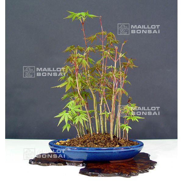 Deciduous bonsai acer palmatum fort ref : 12040138 from Maillot-Bonsa -  The store MAILLOT-BONSAI
