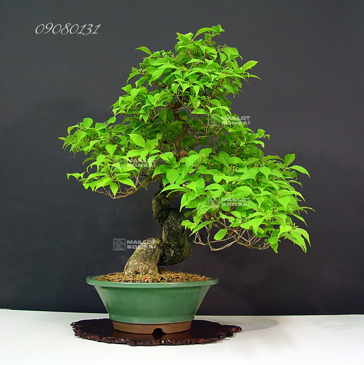 Flowering and fruiting bonsai callicarpa japonica ref 09080131 from  Maillot-Bonsa - The store MAILLOT-BONSAI