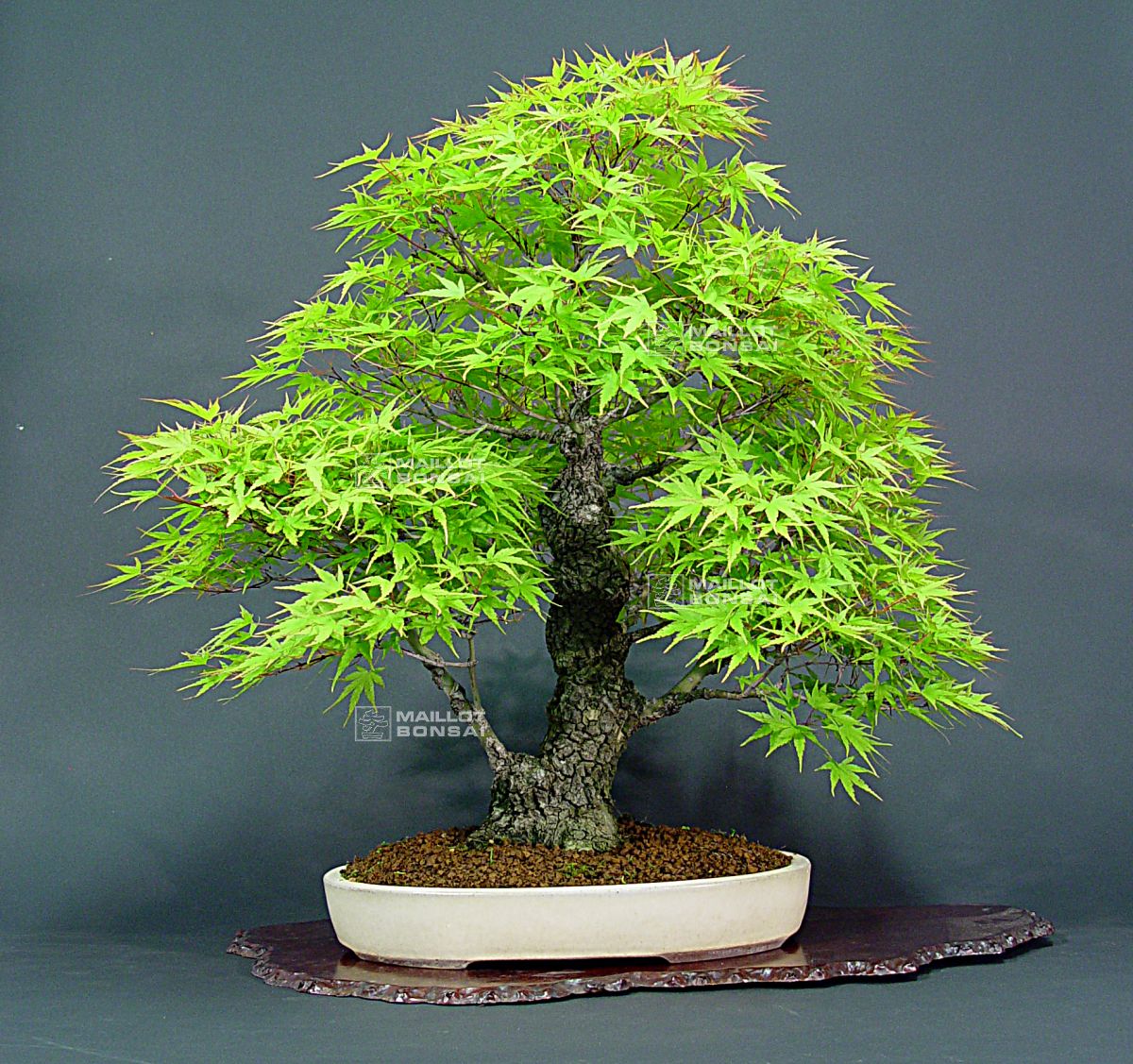 Deciduous bonsai acer palmatum arakawa ref 26060139 from MaillotBonsaï The store MAILLOTBONSAI